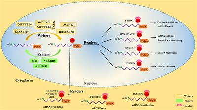 Frontiers | RNA M6A Modification Orchestrates The Rhythm Of Immune Cell ...